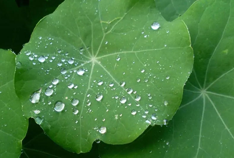 Lotus Leaf